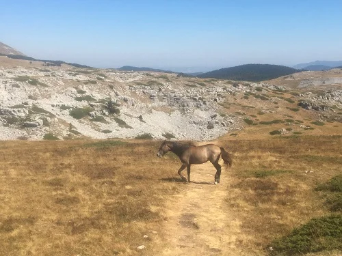 Un cheval traverse le chemin du sentier du Karst