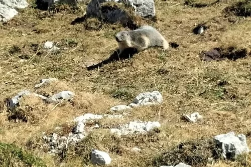 Sentier du Karst Vercors, pour voir des marmottes : PHOTOS