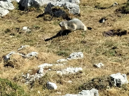 Une marmotte sur le sentier du Karst Vercors